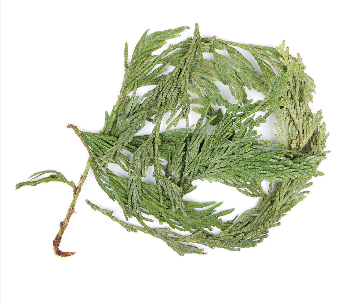 Cedar Leaf (Western Red Cedar)