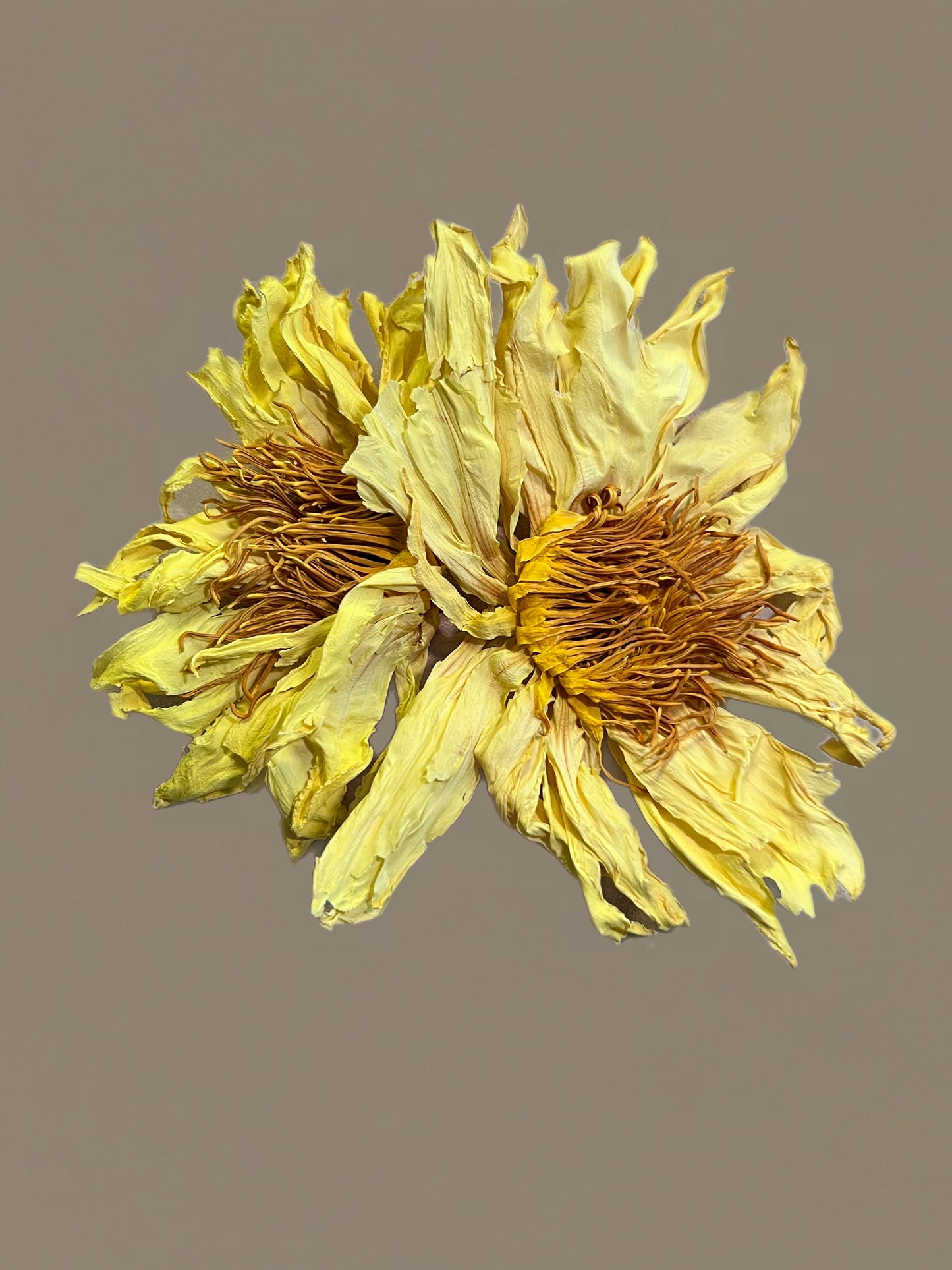 Yellow Lotus
